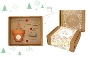 Świąteczny zestaw do uprawy roślinki 