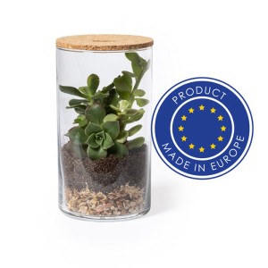 Szklane terrarium z nasionami kaktusa