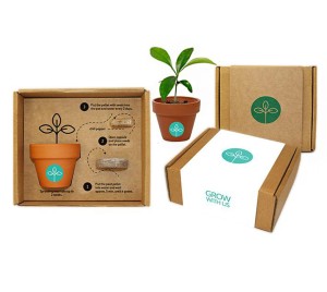 Zestaw do uprawy roślinki